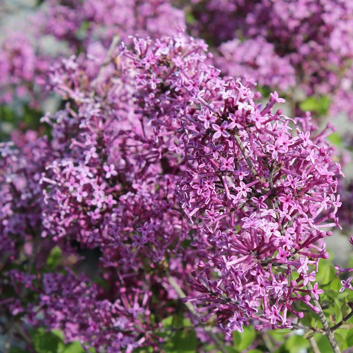Actual product image Zulauf Zwerg-Duft-Flieder / Syringa 'Bloom. Dark Purple' (50 cm)