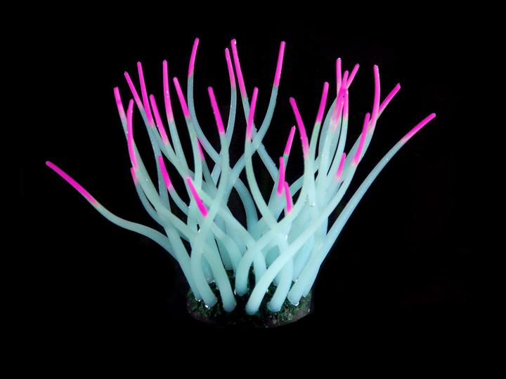 Actual product image Amazonas Fantasy Plant (Embellishment, Flora)