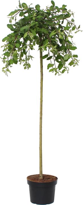 Image du produit Zulauf Saule pleureur (150 cm)