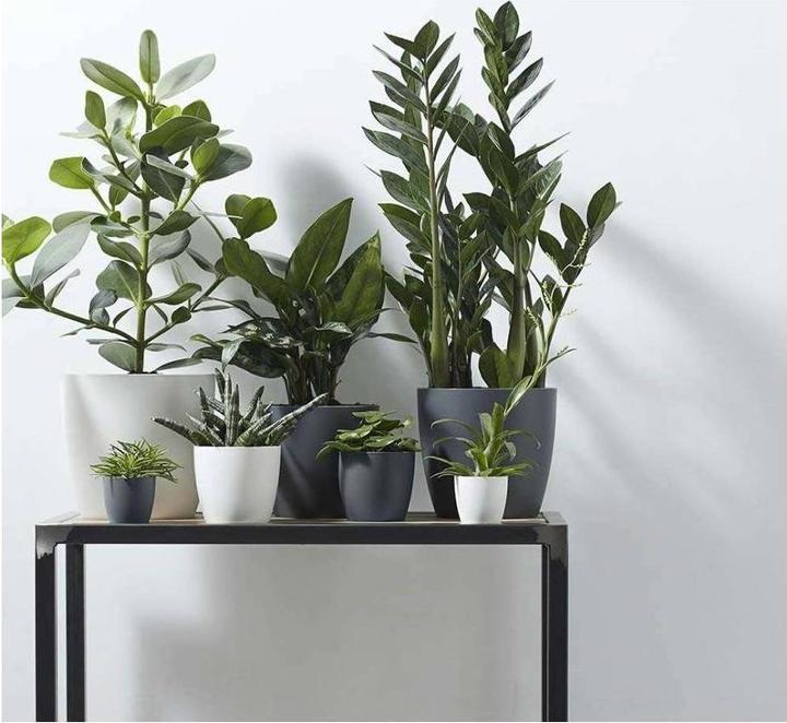 Produktbild Elho Brussels (22.30 cm)