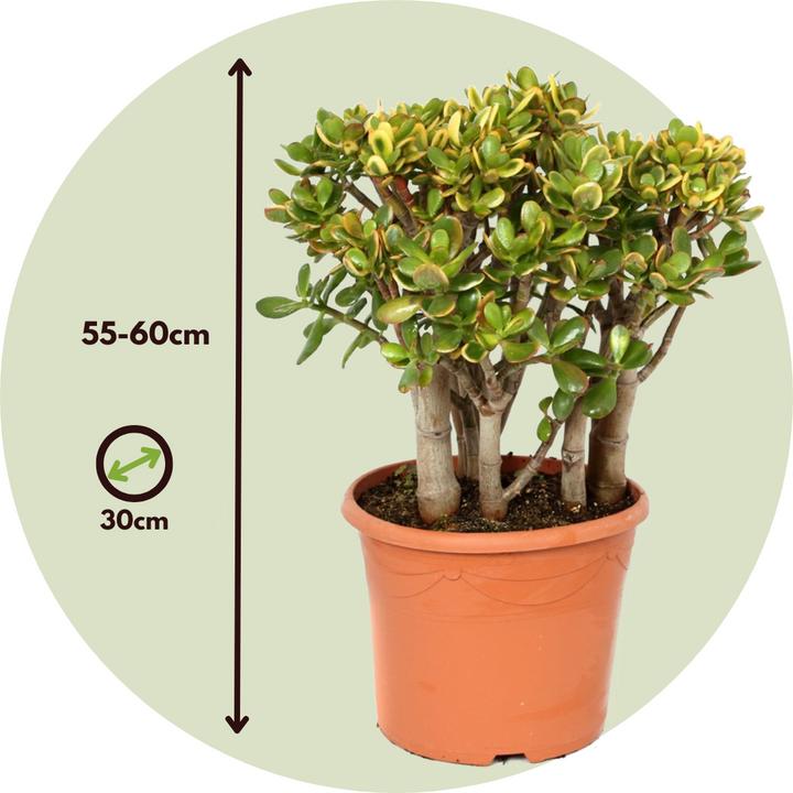 Actual product image Plant in a Box Crassula ovata Sunset - Jade plant (55 cm)