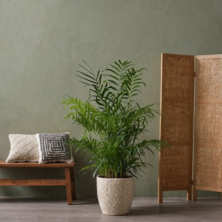 Produktbild Plant in a Box Areca, Chamaedorea - 2er Mischung (40 cm)