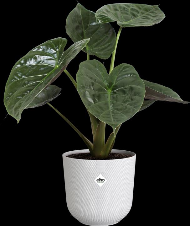 Produktbild Elho Jazz Rund (23 cm)