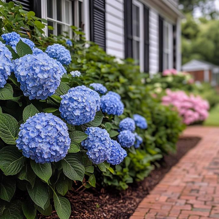 Produktbild Plant in a Box Hydrangea serrata 'Summerglow' - Hortensie (25 cm)
