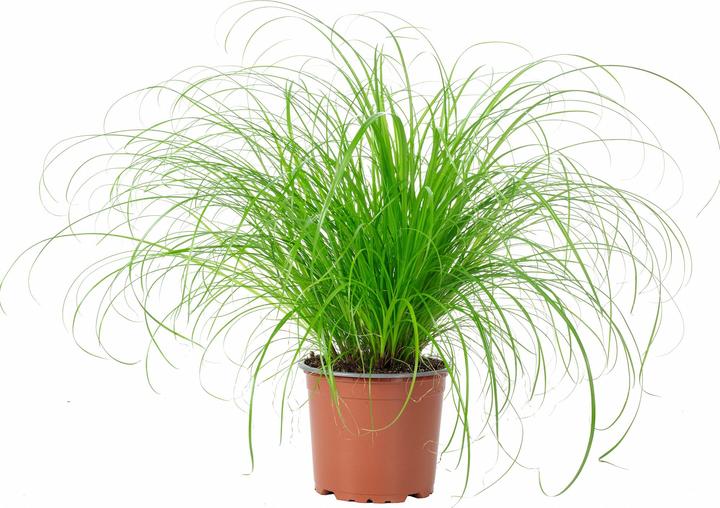 Produktbild Flowerbox Echtes Katzengras - Cyperus alternifolius "Zumula" (1 Stk.)