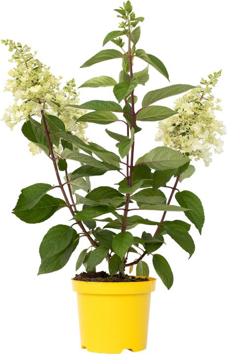 Immagine prodotto Plant in a Box Hydrangea paniculata 'Candlelight' - Ortensia (25 cm)