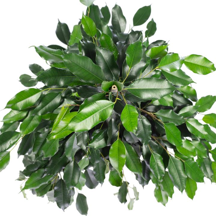 Produktbild Flowerbox Birkenfeige - Ficus benjamini (110 cm)