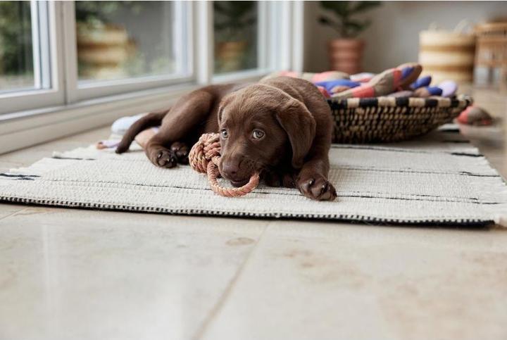 Image du produit Oyoy Jouet à corde Otto, Mellow (Jouet à mâcher pour chien)