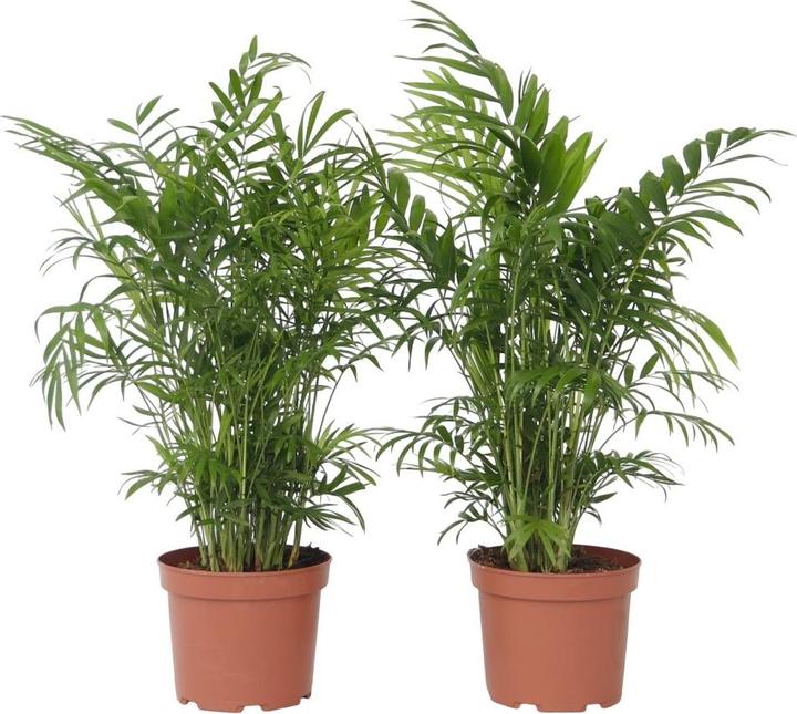 Produktbild Plant in a Box Chamaedorea elegans - Bergpalme - 2er-Set (50 cm)