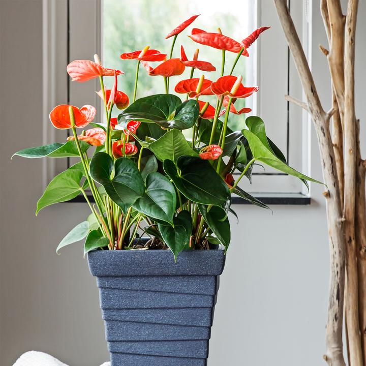 Immagine prodotto Plant in a Box Anthurium 'Madural Orange' - (55 cm)