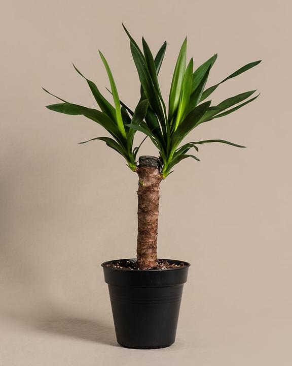 Image du produit feey Yucca (70 cm, Fraîchement rempotés)