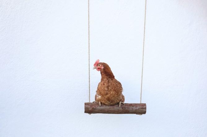 Actual product image Kerbl Chicken swing 39 x Ø 5cm
