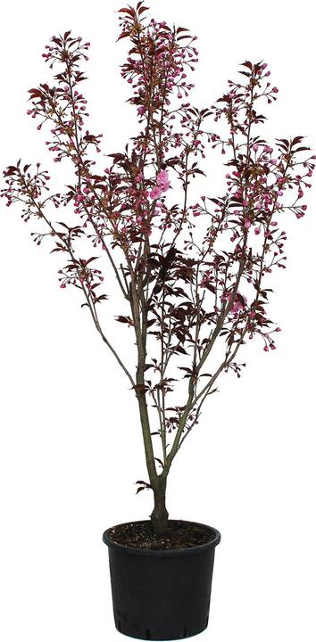 Produktbild Zulauf Jap. Nelken-Kirsche / Prunus serr. 'Royal Burgundy' (150 cm)