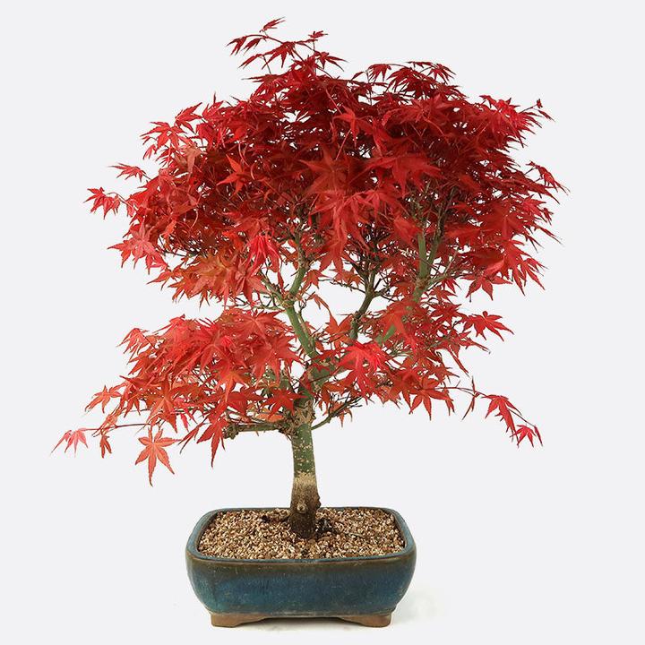 Bonsai.ch Acer deshojo (50 cm)