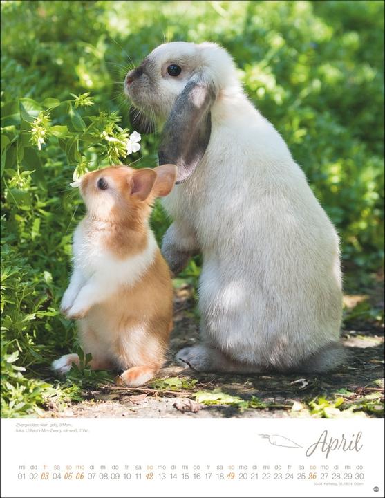 Image du produit Kaninchenkinder Posterkalender 2026 (34 x 44 cm, Couverture rigide, Allemand)