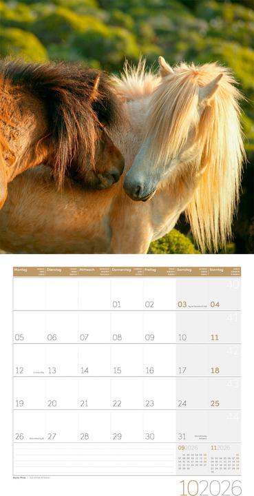 Actual product image Pferde Kalender 2026 - 30x30 (30 x 30 cm, Hardcover, German)