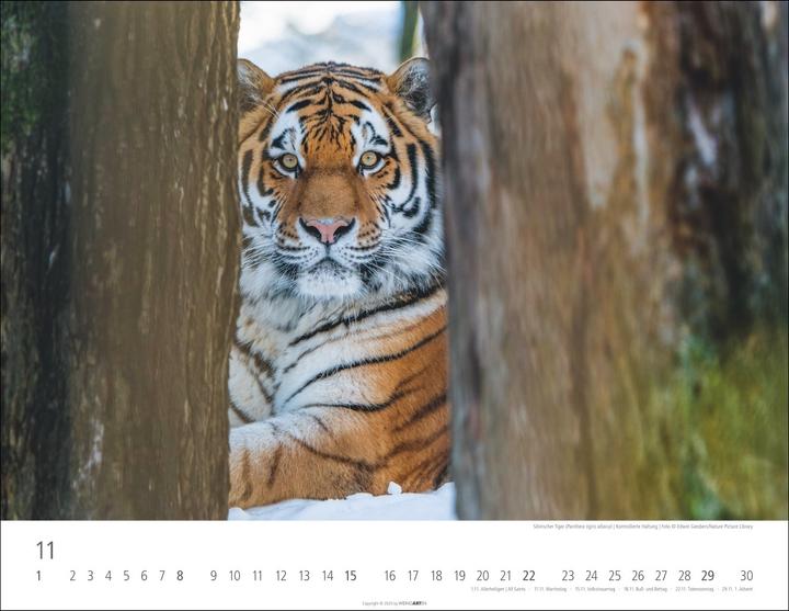 Actual product image Tiger Kalender 2026 (44 x 34 cm, Hardcover, German)