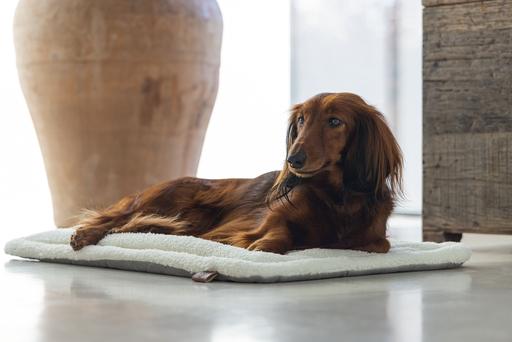 Produktbild Designed by Lotte Nalino (Hund)