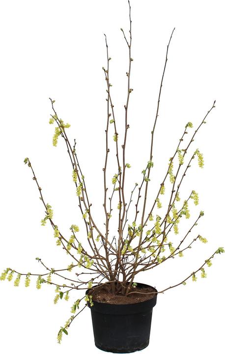Produktbild Zulauf Ährige Scheinhasel / Corylopsis spicata (80 cm)