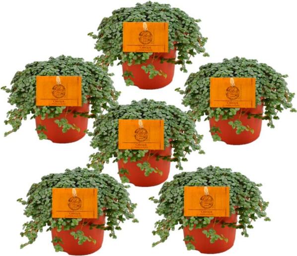 Image du produit Fresca-Plant Pilea Glauca (10.50 cm)