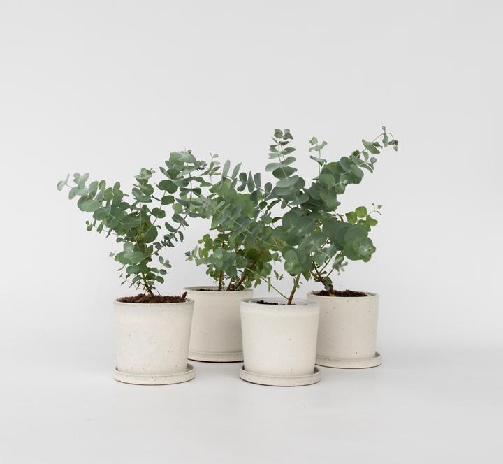 Image du produit Plant in a Box Eucalyptus Pulverulenta - Lot de 6 Eucalyptus à feuilles d'argent (25 cm)