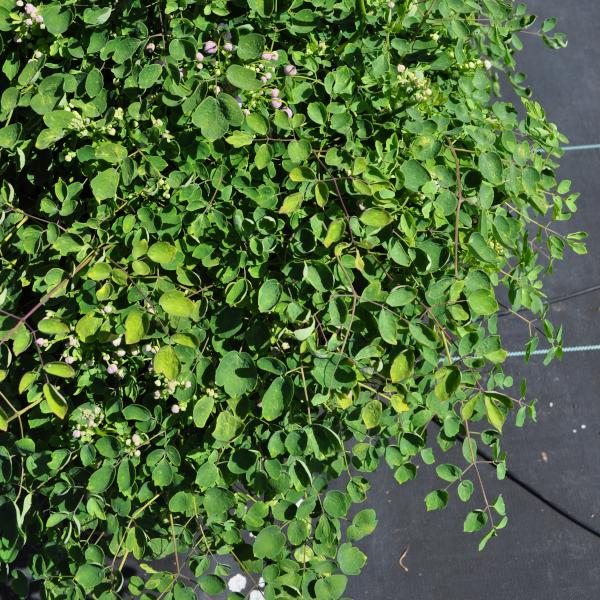 Image du produit Säntispracht Le Thalictrum delavayi 'Splendide' est une plante de grande taille. (120 cm)