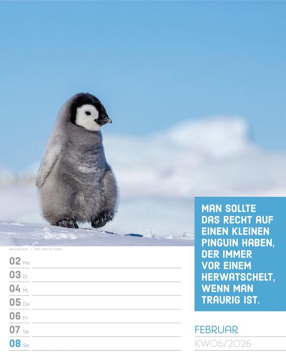 Produktbild Tierisch! Sprüchekalender - Wochenplaner Kalender 2026 (25 x 33 cm, Harter Einband, Deutsch)