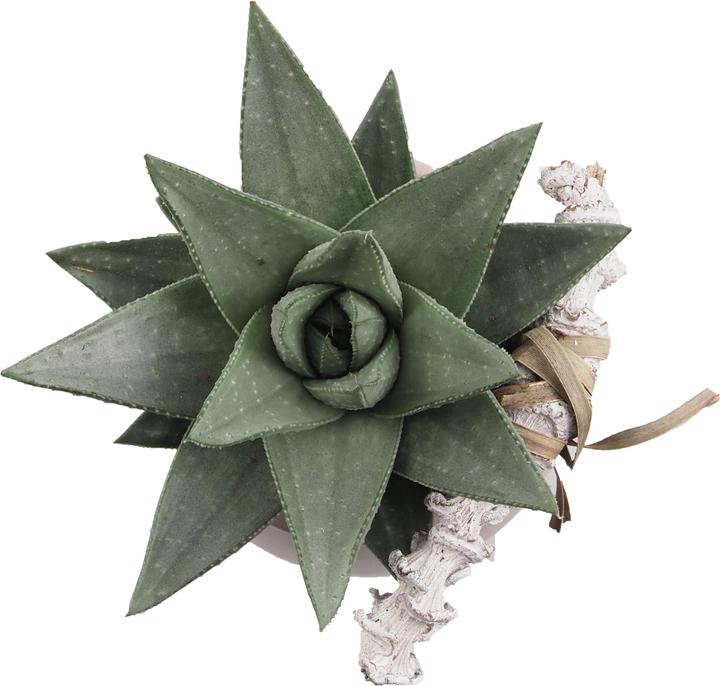 Actual product image Migros Ostschweiz Succulent tray (15 cm)