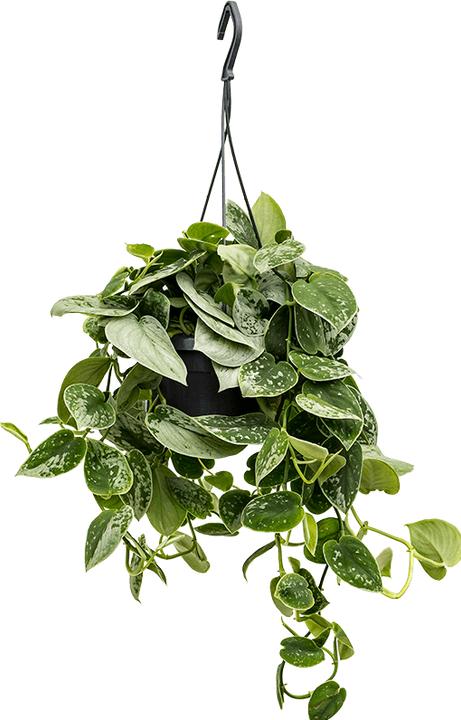 Produktbild Plantlovers Scindapsus Pictus Silvery Ann (Gefleckte Efeutute) (35 cm)