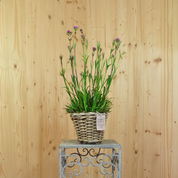 Produktbild Säntispracht 2 er Set, Pechnelke im dekorativen Korb - Lychnis viscaria Splendens (50 cm)