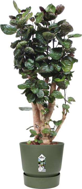Produktbild Elho Greenville (39 cm)