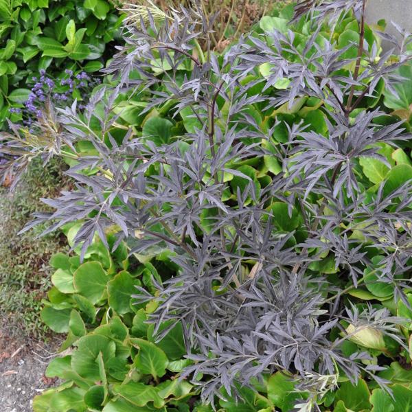 Produktbild Säntispracht Schweizer Schwarzer-Holunder - Sambucus nigra 'Black Lace' (140 cm)