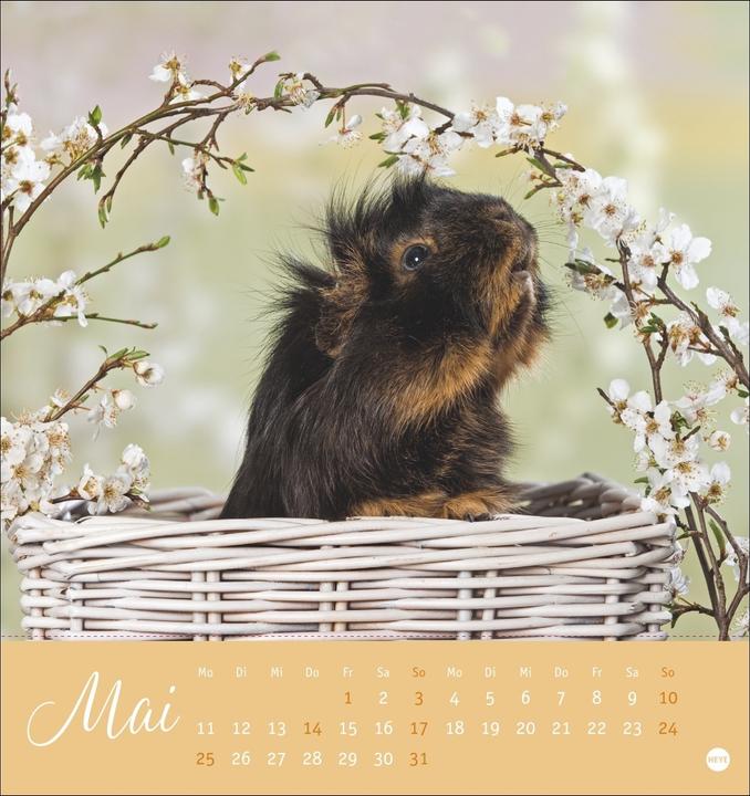 Produktbild Kuschelige Meerschweinchen Postkartenkalender 2026 (Deutsch)