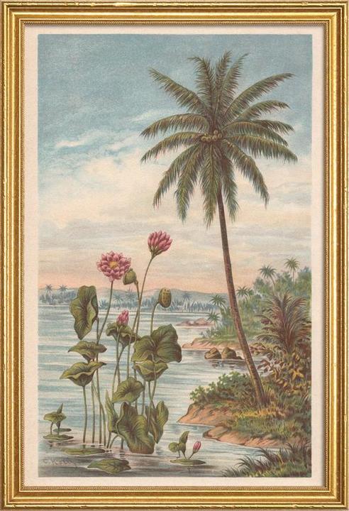 Produktbild Juniqe Lotus Flowers (60 x 90 cm)