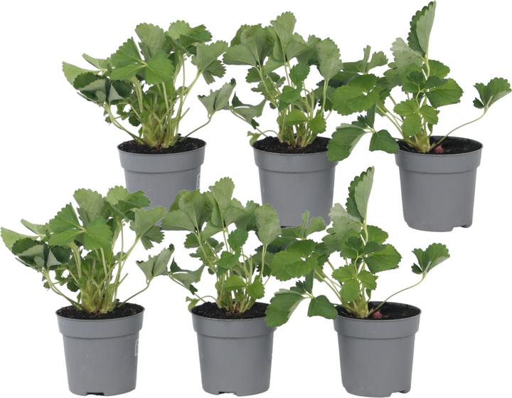 Image du produit Plant in a Box Fragaria x ananassa 'Roman' - Lot de 6 plants de fraisiers (15 cm)