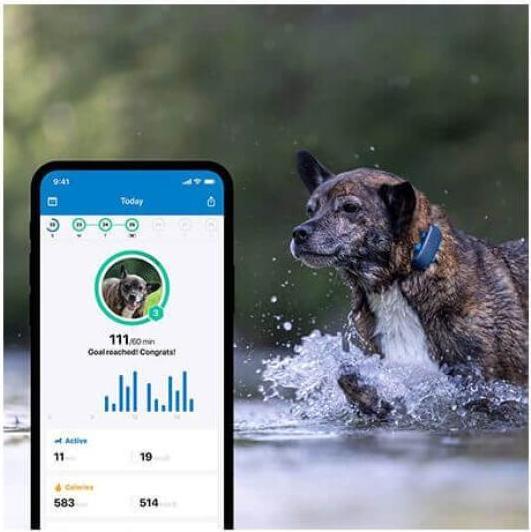 Produktbild Tractive Dog 4 GPS Tracker für Hunde (Katze, Hund, Spazieren)