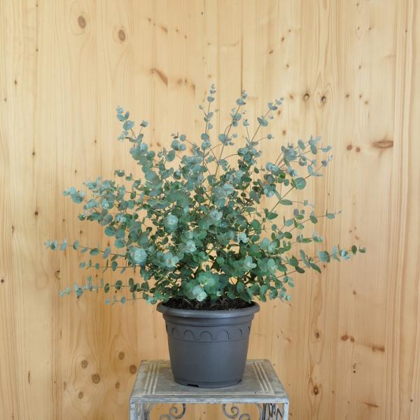 Produktbild Säntispracht Die wohlduftende Eukalyptus Terrassenpflanze - Eucalyptus cinerea Silver Tropfen (100 cm)
