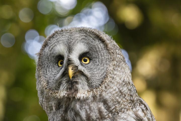 Immagine prodotto Canon RF 200-800mm f/6.3-9 IS USM (Canon RF, Full-frame)