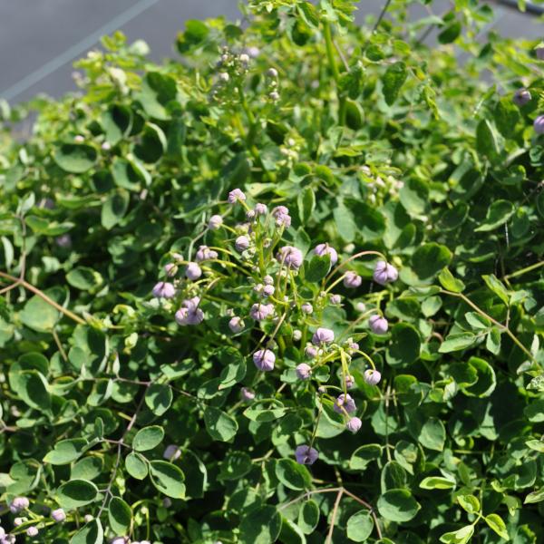 Image du produit Säntispracht Le Thalictrum delavayi 'Splendide' est une plante de grande taille. (120 cm)