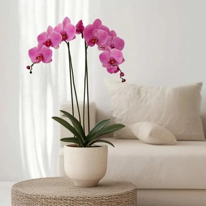 Actual product image Plant in a Box Phalaenopsis - Butterfly Orchid (50 cm)