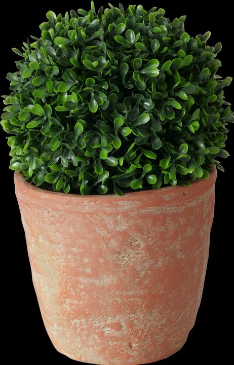 Actual product image Boltze Home Boxwood (24 cm)