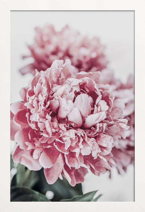 Immagine prodotto Juniqe Peonia in Focus (60 x 90 cm)