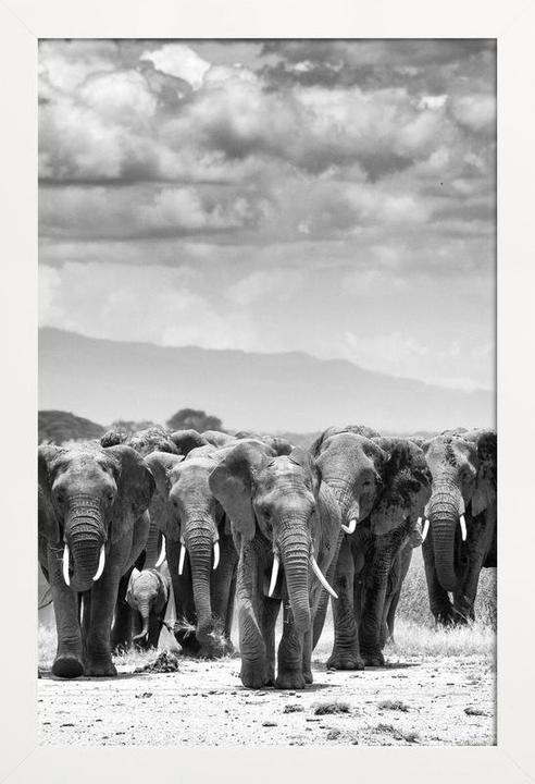 Produktbild Juniqe Herd Together (60 x 90 cm)