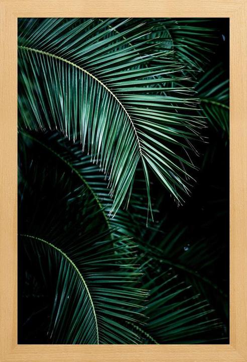 Produktbild Juniqe Palm Leaves 9 (60 x 90 cm)