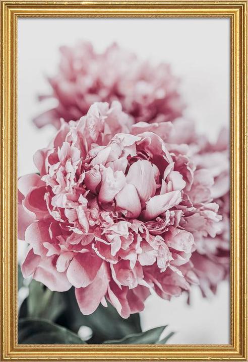 Image du produit Juniqe Peony in Focus (60 x 90 cm)