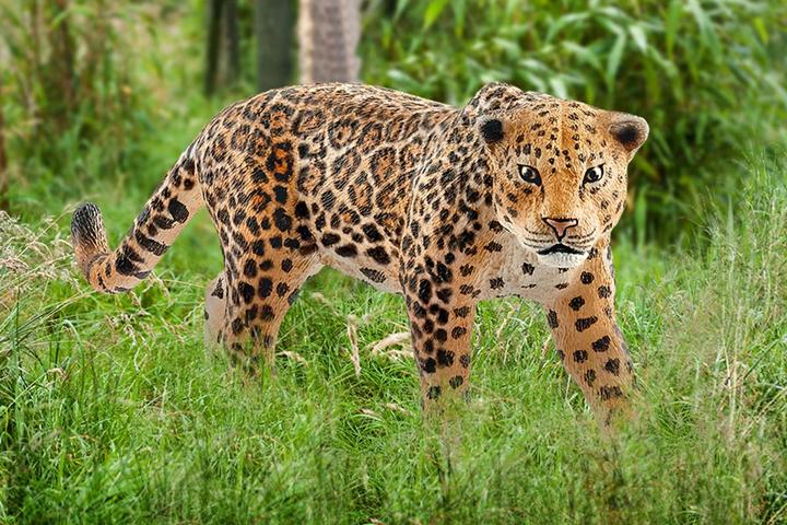 Actual product image Schleich Jaguar