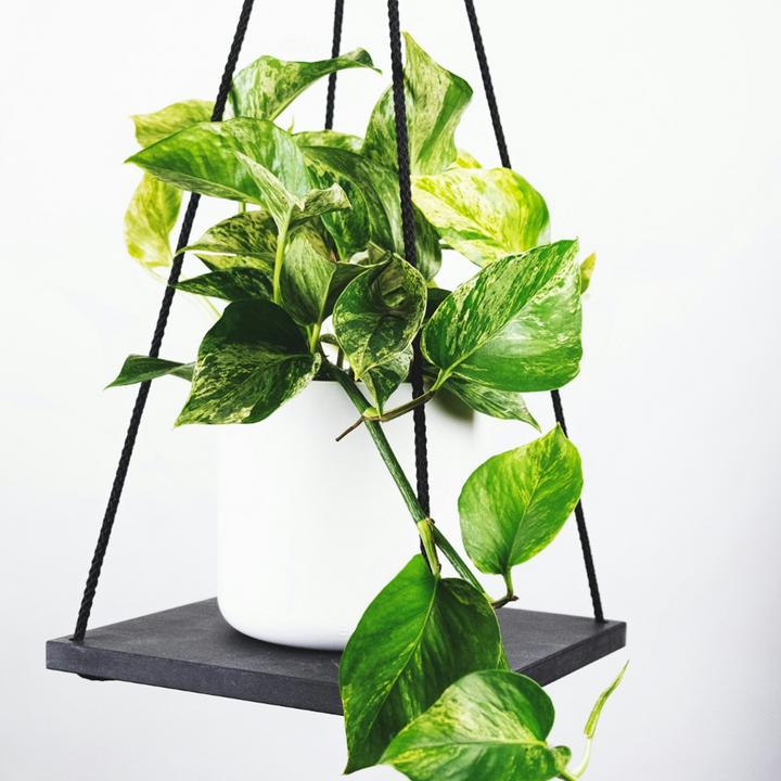 Actual product image Plant in a Box Philodendron Scandens Brasil, Epipremnum Trebi, Epipremnum Aureum - set of 3 ivy plants (25 cm)