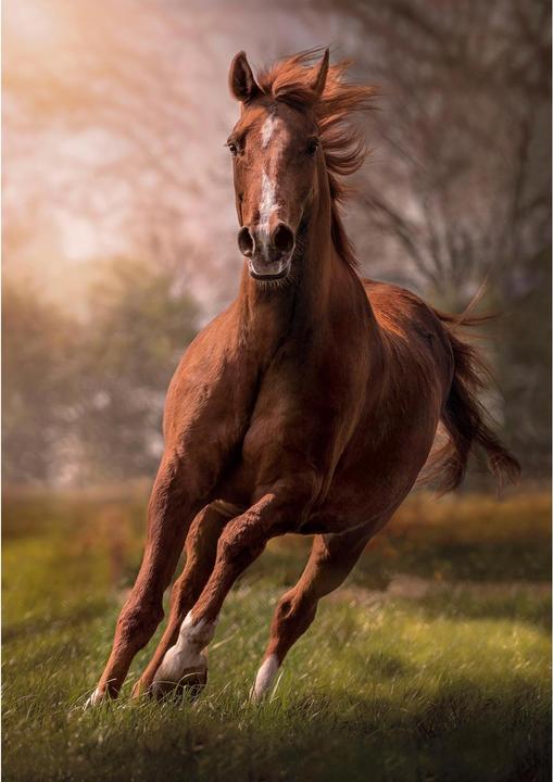 Produktbild Clementoni Puzzle Das Pferd 1500 tlg (1500 Teile)