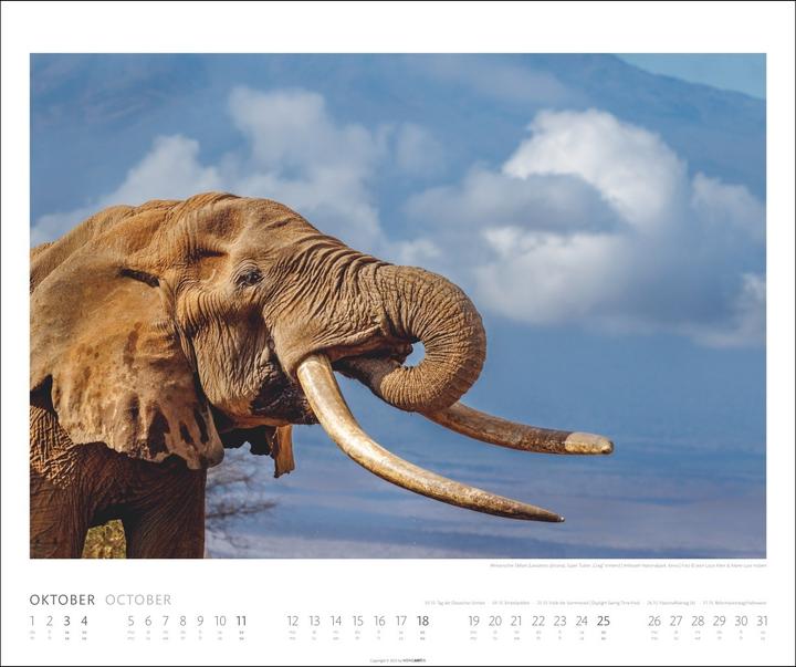 Actual product image Elefanten Kalender 2026 (55 x 46 cm, German)