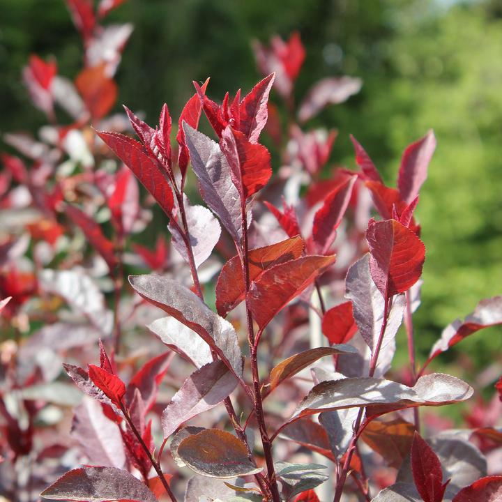 Produktbild Zulauf Zwerg-Blut-Pflaume / Prunus cistena (125 cm)